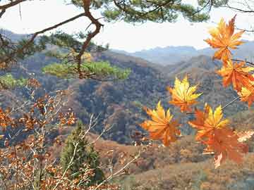 郁铭阳博客简介